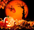 Halloween orange pumpkin on autumn leaves Halloween orange pumpkin on autumn leaves