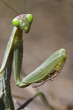 Mantis Religiosa Retrato Macro