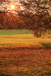 Autumn Autumn