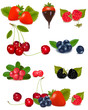 Group of berries and cherries. Vector.