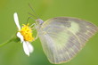 beautiful butterfly