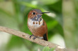Rufous Hummingbird (Selasphorus rufus) Rufous Hummingbird (Selasphorus rufus)