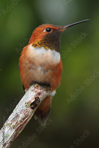 Photo: Rufous Hummingbird (Selasphorus rufus) Rufous Hummingbird (Selasphorus rufus)