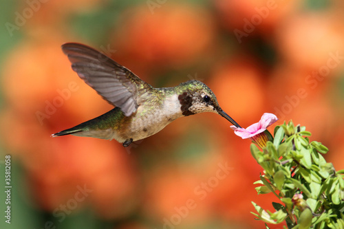 Photo: Ruby-throated Hummingbird In Flight Ruby-throated Hummingbird In Flight