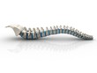 Illustration: Human spine isolated on white background Human spine isolated on white background