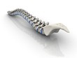 Illustration: Human spine isolated on white background Human spine isolated on white background