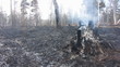 Lifeless forest after fire Lifeless forest after fire