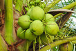 coconut on tree coconut on tree