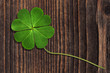 Foto: Klee 11 Klee 11