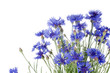 Beautiful blue cornflower