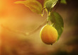 Lemon on tree branch
