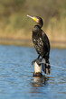 cormoran peché