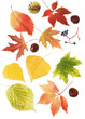 t of autumn leaves,chestnuts and wild grapes