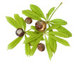 Chestnuts with fresh green leaves isolated on white