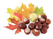 Autumn leaves and chestnuts isolated on white background Autumn leaves and chestnuts isolated on white background