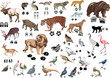 set of animals and its tracks set of animals and its tracks