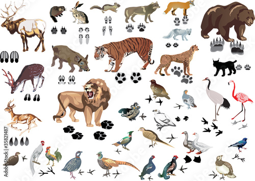 Vektor: set of animals and its tracks set of animals and its tracks