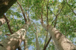sottobosco