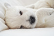 West Highland Terrier Welpen