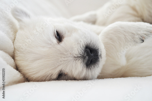 Foto: West Highland Terrier Welpen West Highland Terrier Welpen