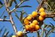 Sanddornbeeren