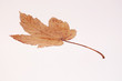 einzelnes Ahornblatt