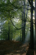 Wald im Gegenlicht