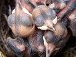 wagtail nest with hatchlings with 5 days