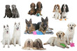 sept couples de chiens différents et leurs jouets sept couples de chiens différents et leurs jouets