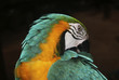 guacamayo amarillo guacamayo amarillo