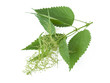Fresh blossom branch of nettle isolated on white