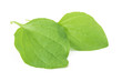 Fresh leaves of plantain isolated on white