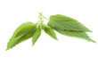 Fresh leaves of nettle with drop isolated on white