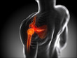 3d rendered anatomy illustration - painful shoulder 3d rendered anatomy illustration - painful shoulder