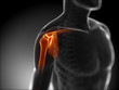 3d rendered medical illustration - painful shoulder 3d rendered medical illustration - painful shoulder