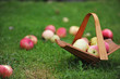 basket with apples
