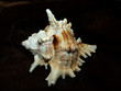 Schnecke