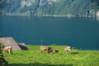 cows on the meadow