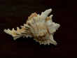 Schnecke