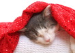 Schlafende Katze Luana mit rotem Tuch auf dem Kopf/ H
