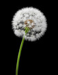 Dandelion, 3d image