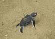 turtle  get out from sand