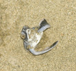 turtle give birth and get out from sand