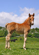 foal