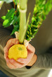 Shaking the Lulav