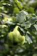 Coing sur l'arbre