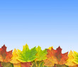 autumn maple leaves background
