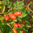 Hagebutten - Rosa canina