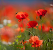 Klatschmohn