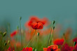 Klatschmohn